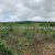 agriculture-vente-terrain-72-hectares-3